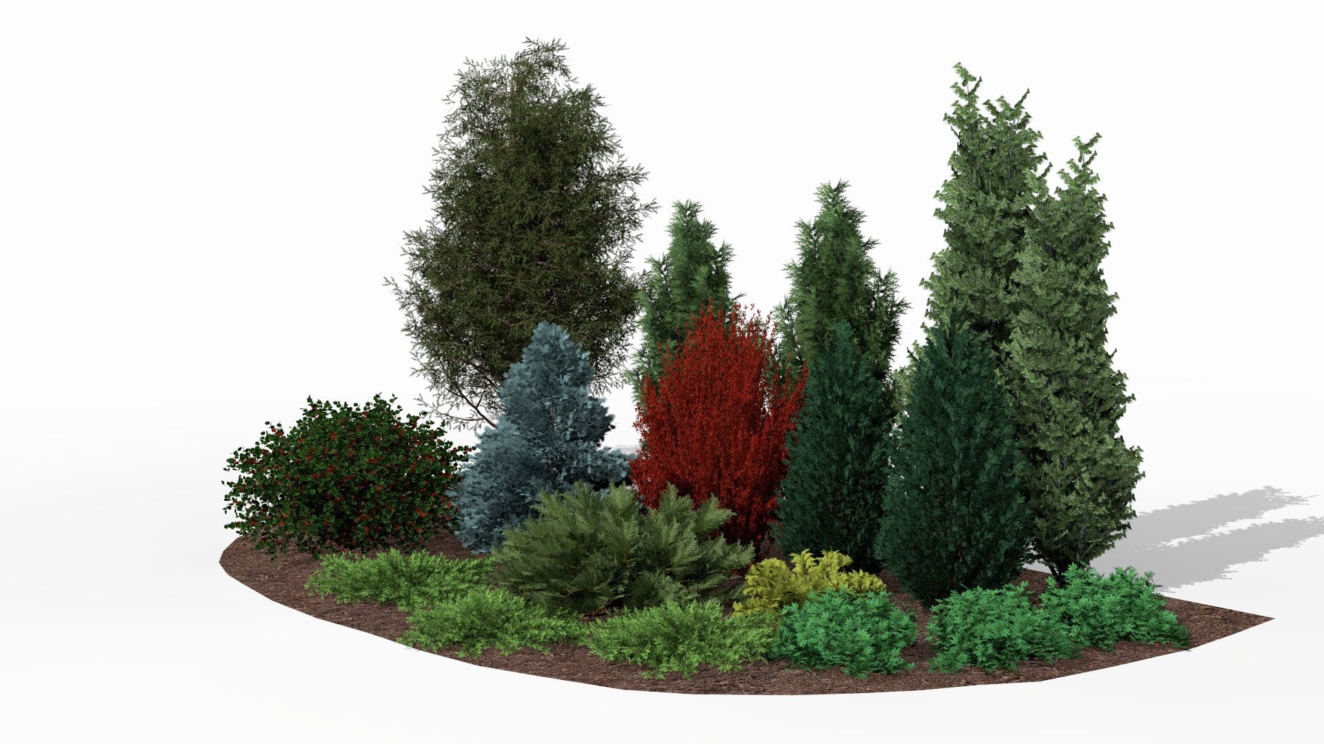 In autumn, among the evergreen conifers, a fiery barberry creates a spectacular color accent, breaking the dominance of green yews, junipers, and silvery fir in this multi-layered composition