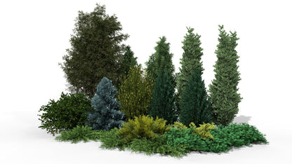 Multi-layered composition of evergreen plants providing privacy in every season