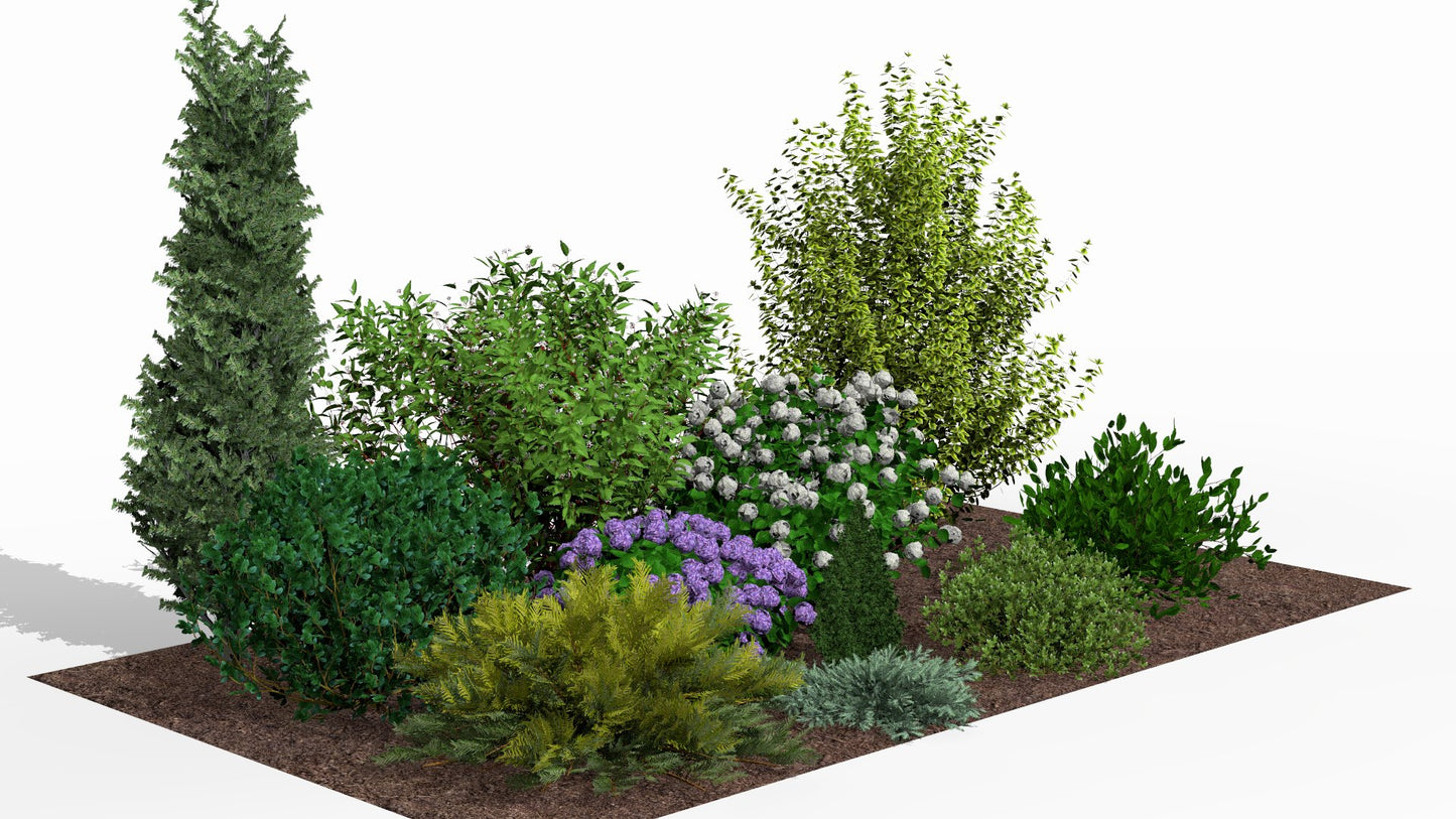 In summer the bed delights with the abundant blooming of white and purple hydrangeas against evergreen shrubs