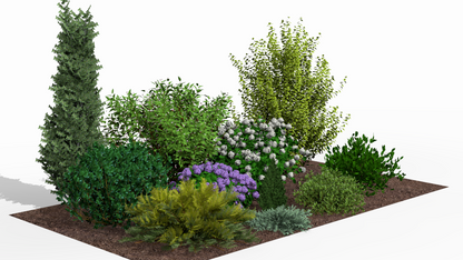 In summer the bed delights with the abundant blooming of white and purple hydrangeas against evergreen shrubs
