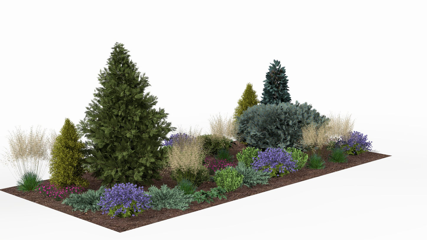 In summer the conifers form a green backdrop for lushly blooming perennials in shades of purple and pink, while golden ornamental grasses add movement and texture to the whole composition