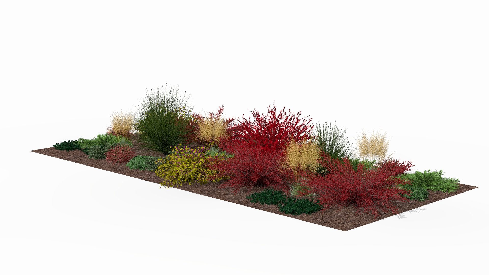 Autumn display of the bed with barberry leaves changing color and accents of decorative grasses