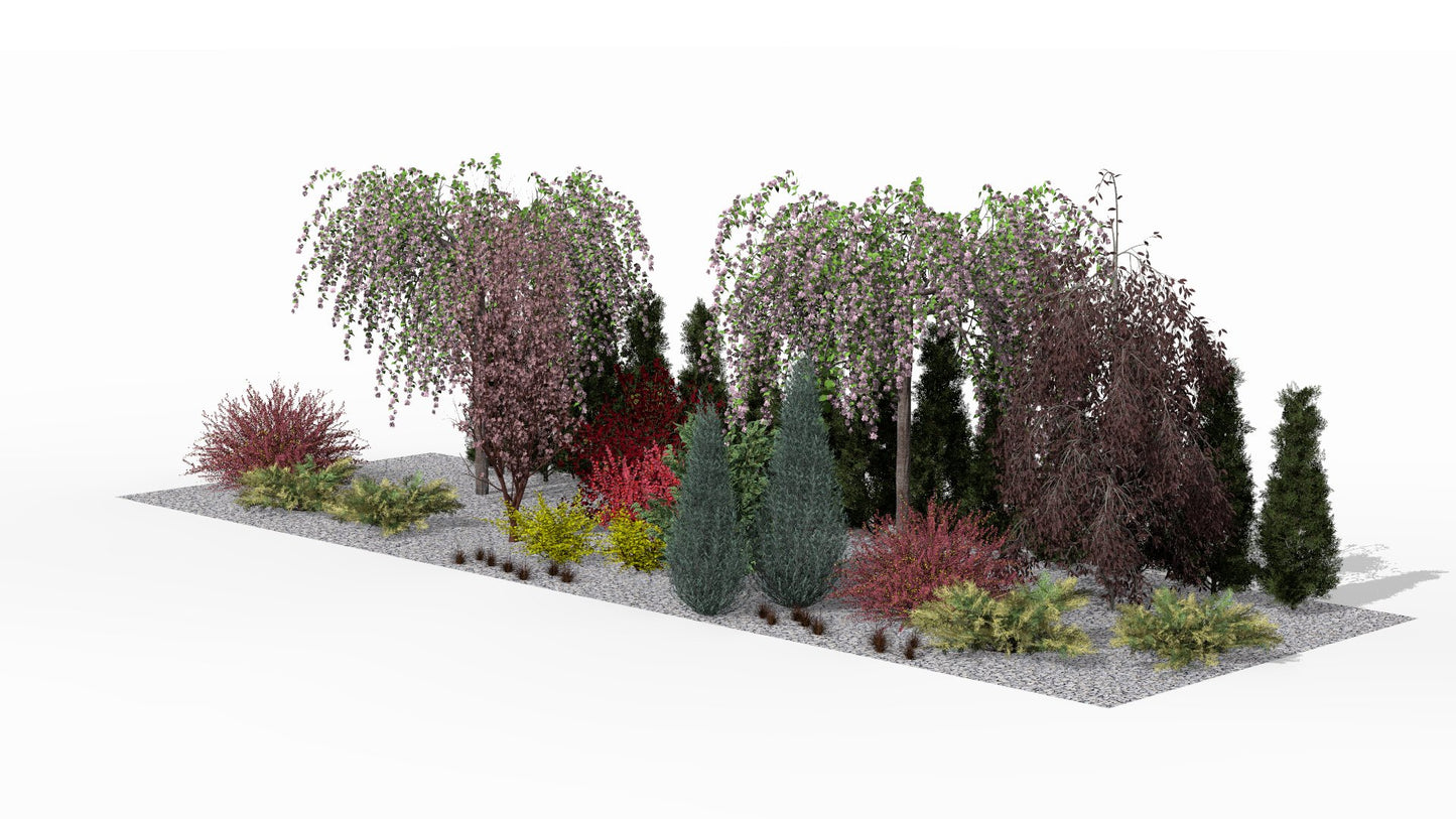 Pink-flowering 'Kiku-shidare-zakura' Japanese cherries create a picturesque foreground for the spring screening border, highlighted by the darker accents of barberries and the elegant structure of 'Spiralis' arborvitae