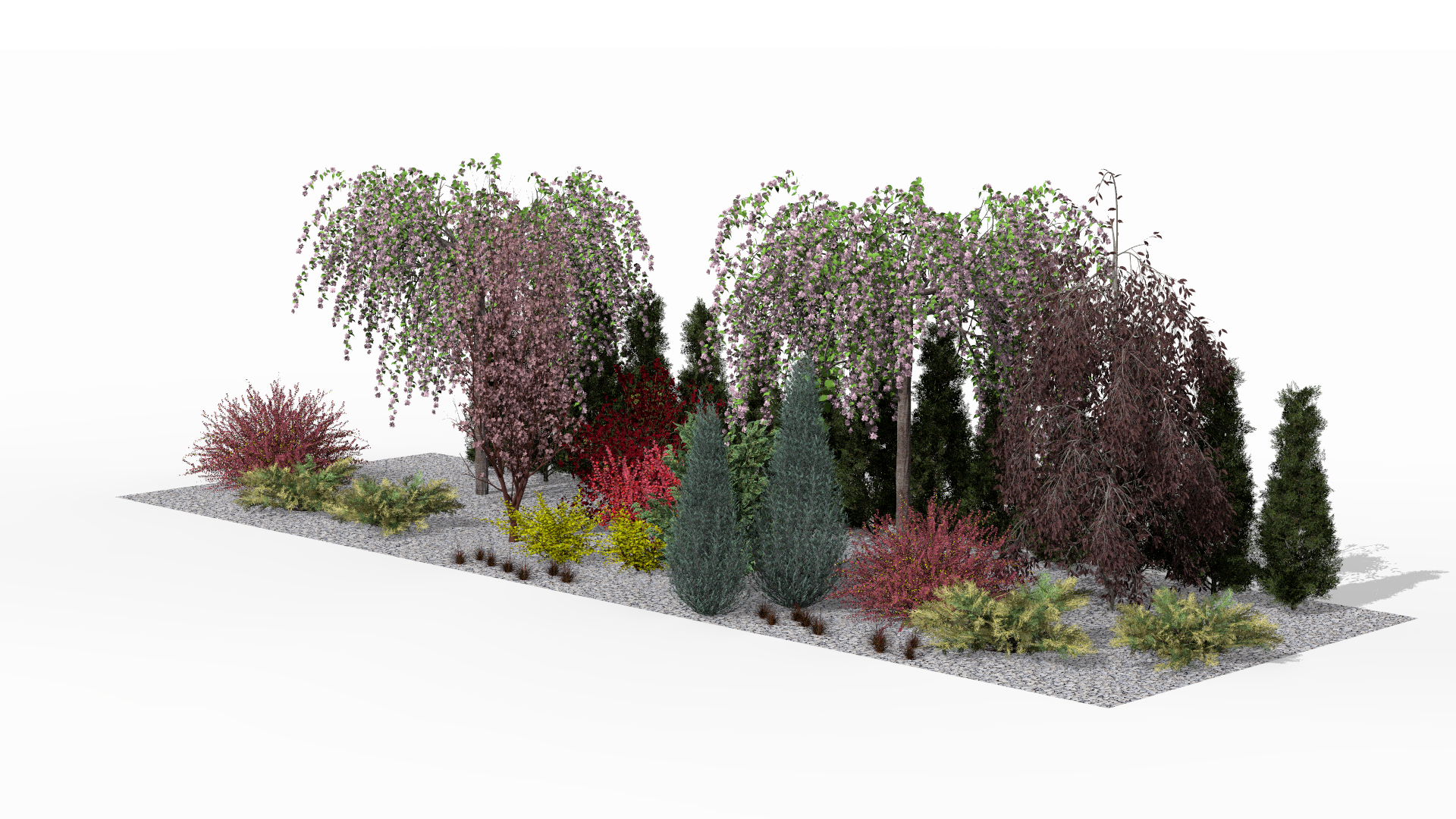 Pink-flowering 'Kiku-shidare-zakura' Japanese cherries create a picturesque foreground for the spring screening border, highlighted by the darker accents of barberries and the elegant structure of 'Spiralis' arborvitae