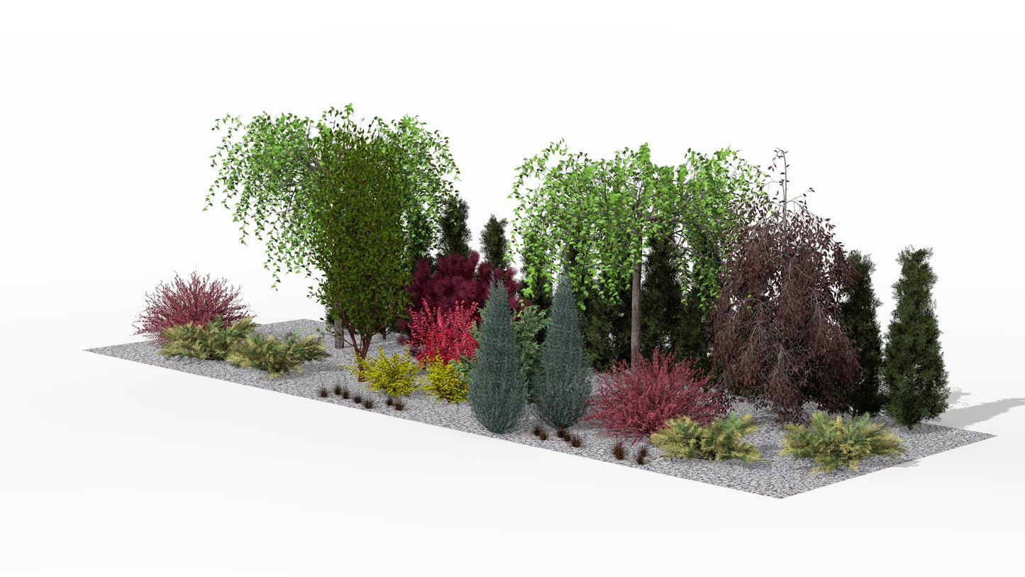 In summer the smoke tree with its intensely purple leaves takes center stage, complemented by golden Berberis 'Aurea', coppery accents of leatherleaf sedge, and soaring arborvitae forming a strong, architectural foundation for the composition