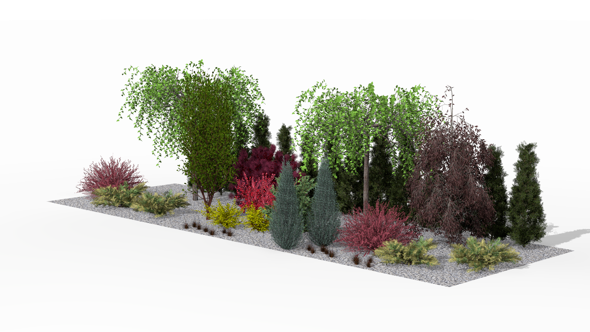 In summer the smoke tree with its intensely purple leaves takes center stage, complemented by golden Berberis 'Aurea', coppery accents of leatherleaf sedge, and soaring arborvitae forming a strong, architectural foundation for the composition
