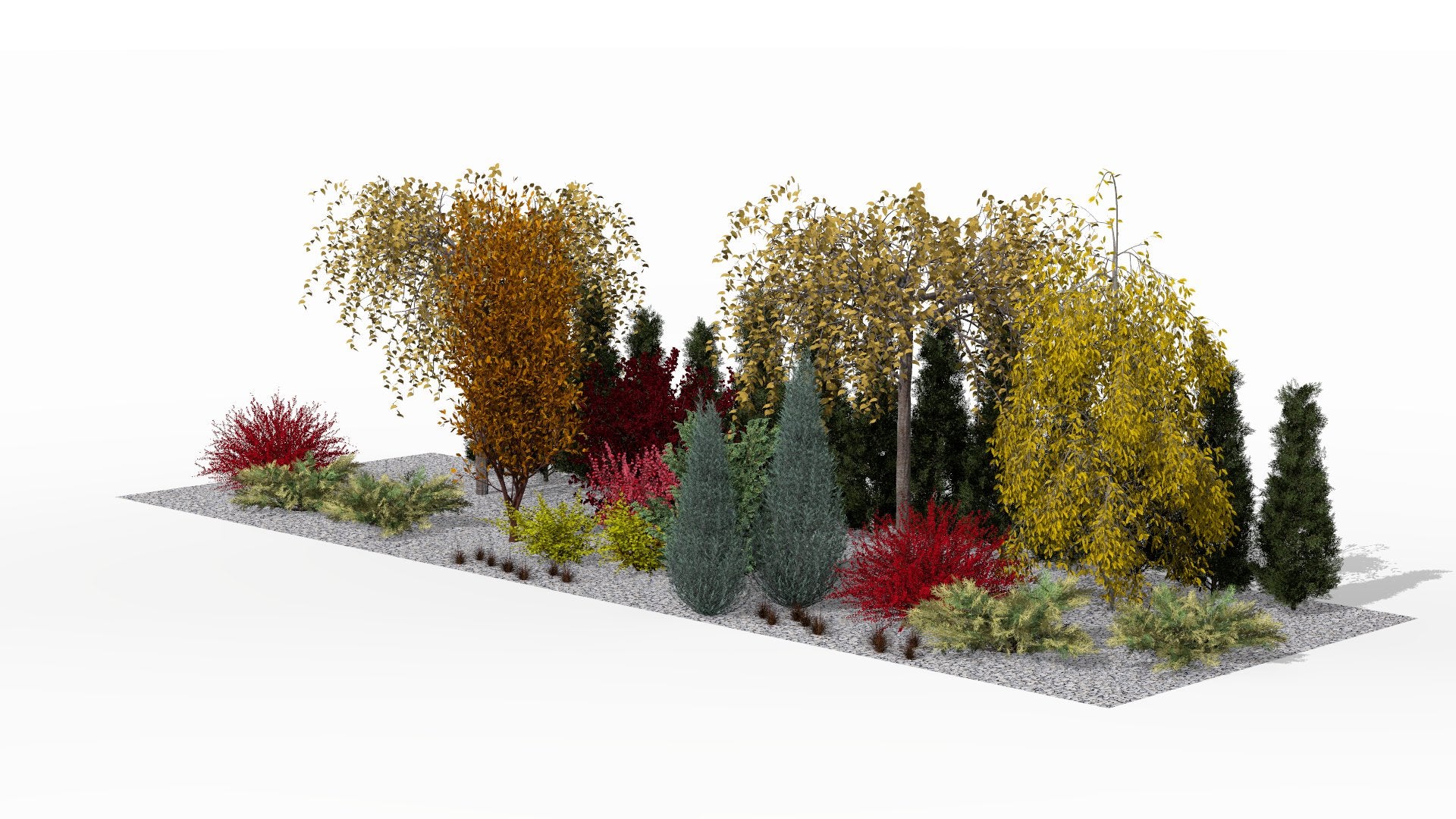 The autumn screening border at the peak of its color spectacle - golden hues of the Japanese cherries and fiery shades of beech contrast with the intense red of the barberries, creating a striking visual barrier against the backdrop of evergreen arborvitae