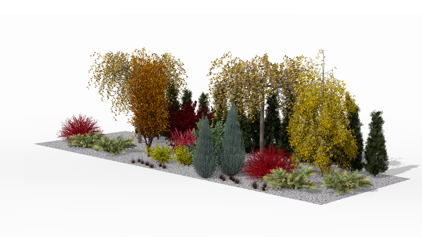 The autumn screening border at the peak of its color spectacle - golden hues of the Japanese cherries and fiery shades of beech contrast with the intense red of the barberries, creating a striking visual barrier against the backdrop of evergreen arborvitae
