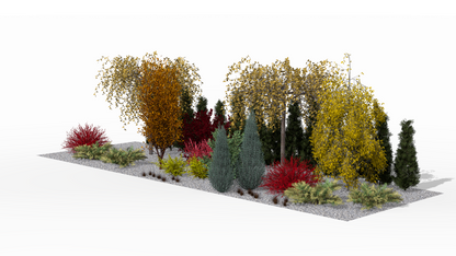 The autumn screening border at the peak of its color spectacle - golden hues of the Japanese cherries and fiery shades of beech contrast with the intense red of the barberries, creating a striking visual barrier against the backdrop of evergreen arborvitae