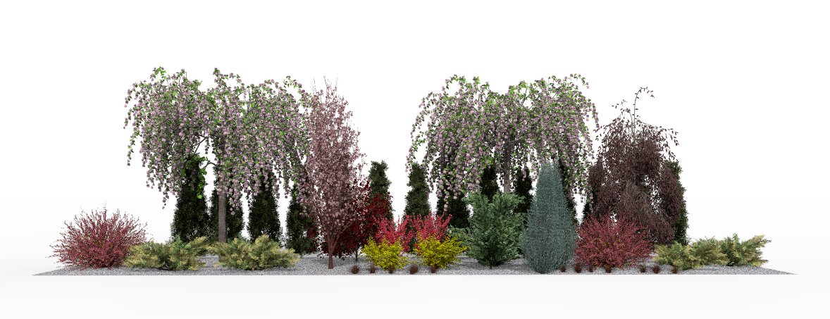 Spring on the border - flowering Japanese cherries create a romantic scene against the backdrop of evergreen arborvitae