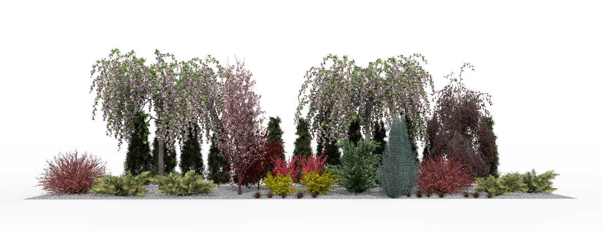 Spring on the border - flowering Japanese cherries create a romantic scene against the backdrop of evergreen arborvitae