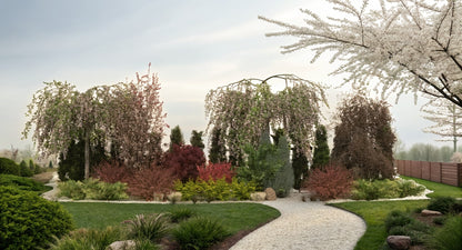 The main spring accent of the composition comes from the cascading blossom clusters of the 'Kiku-shidare-zakura' cherry