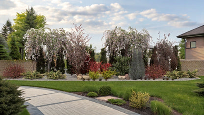 The spring border delights with cascading blossoms of Japanese flowering cherries, harmoniously paired with dark red barberry shrubs and coniferous accents against a wall
