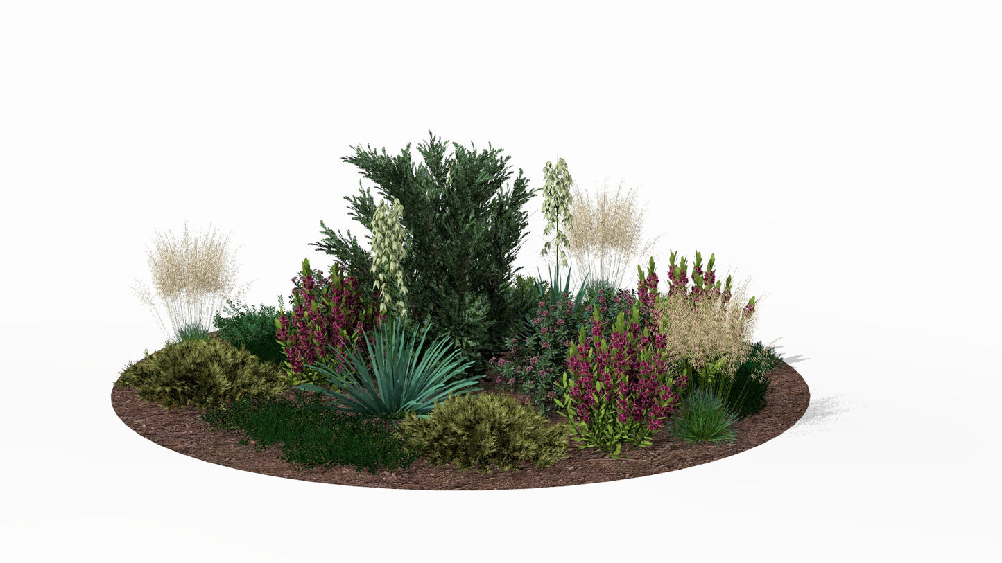 Summer scene - intensely purple mountain laurel blooms contrast with the pale yucca and golden grasses, forming a colorful composition around the central juniper