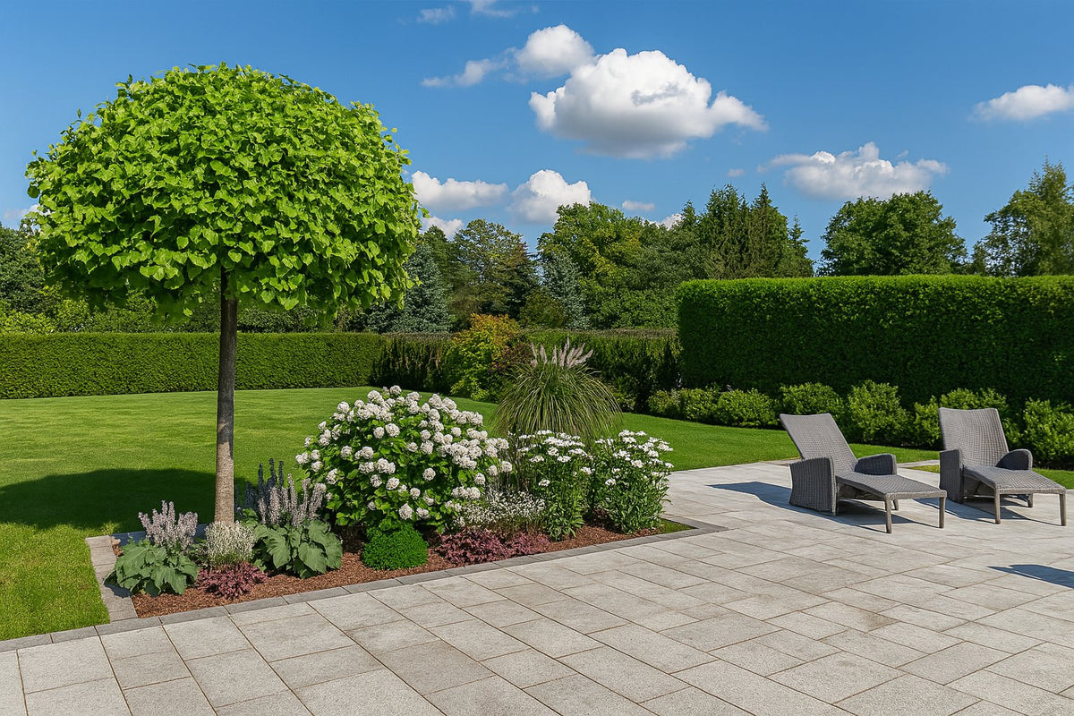 Summer bed in the relaxation zone - hydrangeas and coneflowers in full bloom with the first miscanthus plumes