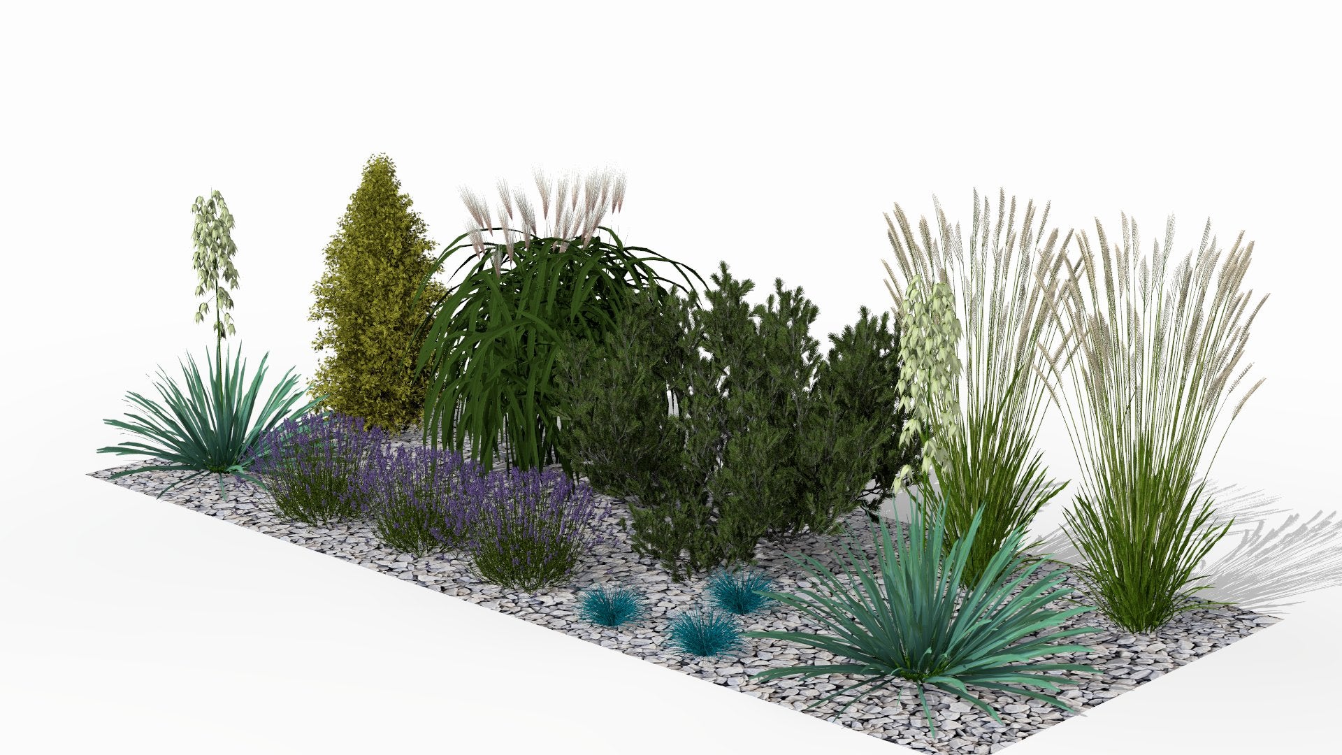 The height of summer with flowering lavender and ornamental grasses