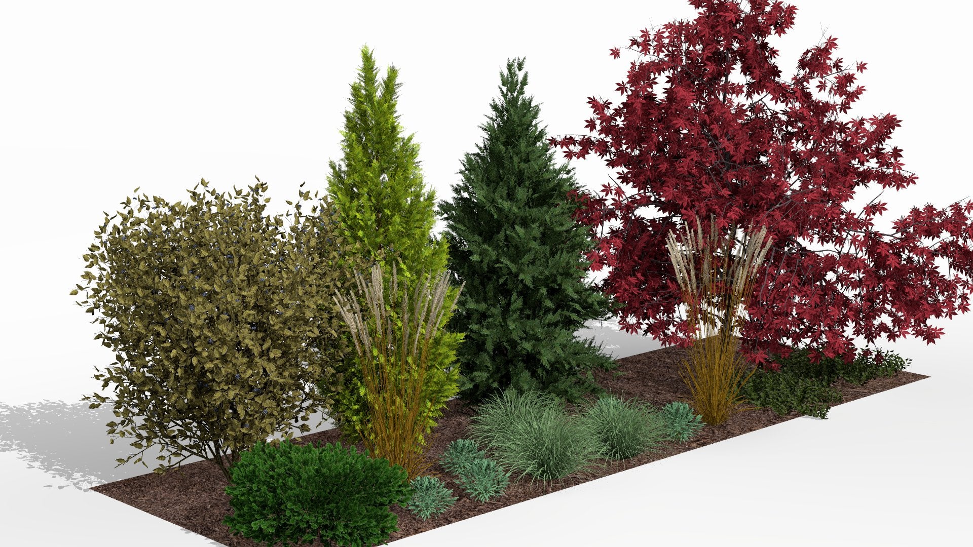 Autumn color transformations against the evergreen backdrop of conifers