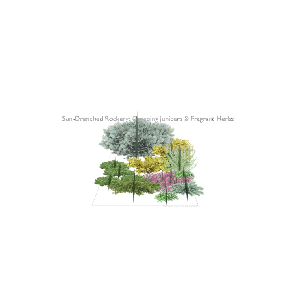 3D model of Sun-Drenched Rockery: Creeping Junipers & Fragrant Herbs