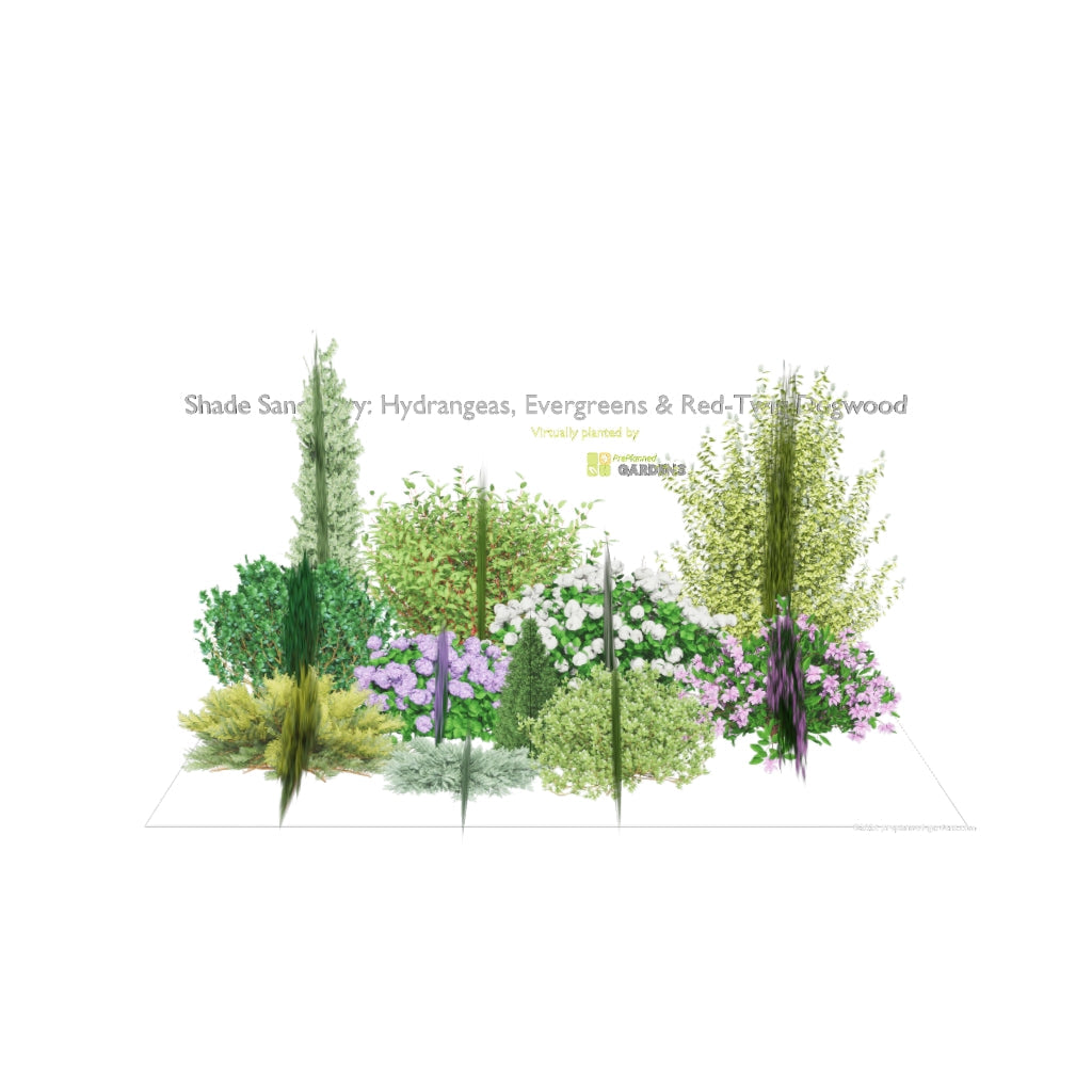 3D model of Shade Sanctuary: Hydrangeas, Evergreens & Red-Twig Dogwood