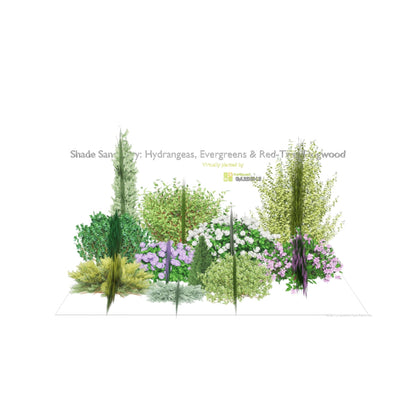 3D model of Shade Sanctuary: Hydrangeas, Evergreens & Red-Twig Dogwood