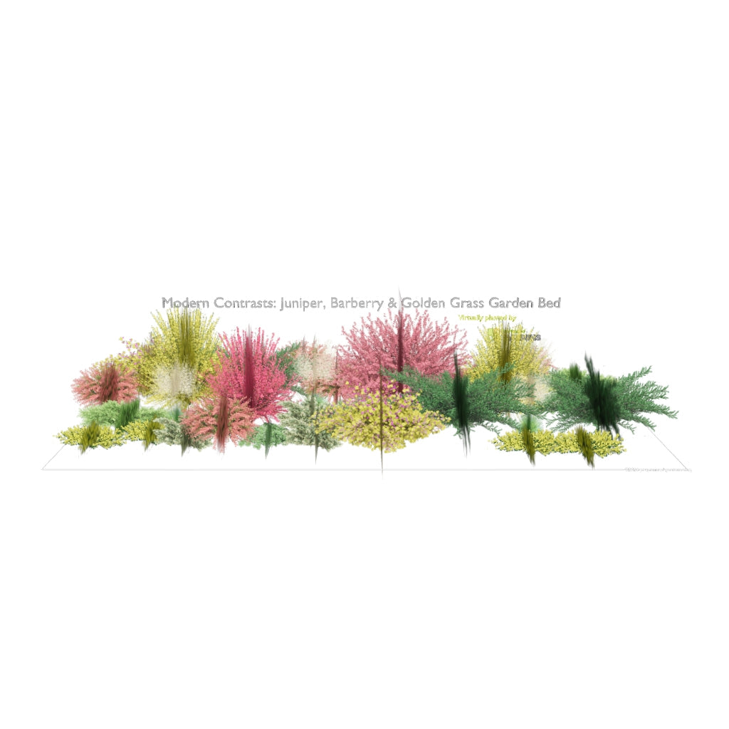 3D model of Modern Contrasts: Juniper, Barberry & Golden Grass Garden Bed