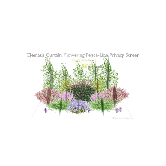 3D model of Clematis Curtain: Flowering Fence-Line Privacy Screen