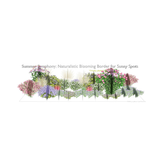 3D model of Summer Symphony: Naturalistic Blooming Border for Sunny Spots