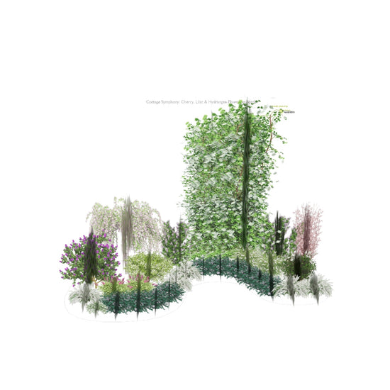 3D model of Cottage Symphony: Cherry, Lilac & Hydrangea Flowering Border
