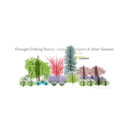 3D model of Drought-Defying Beauty: Lavender, Junipers & Silver Grasses