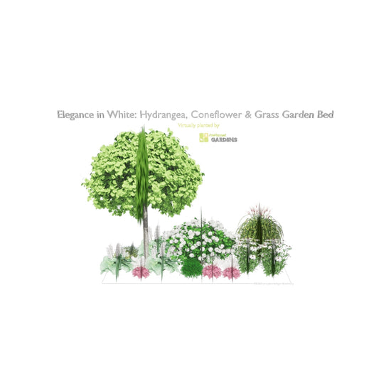 3D model of Elegance in White: Hydrangea, Coneflower & Grass Garden Bed