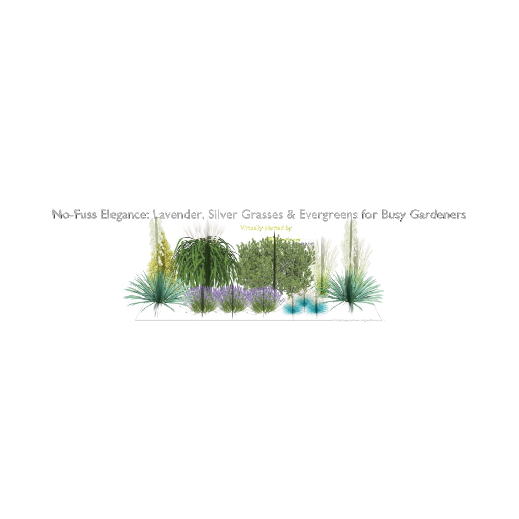 3D model of No-Fuss Elegance: Lavender, Silver Grasses & Evergreens for Busy Gardeners