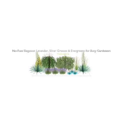3D model of No-Fuss Elegance: Lavender, Silver Grasses & Evergreens for Busy Gardeners