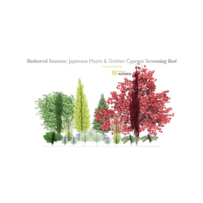 3D model of Sheltered Seasons: Japanese Maple & Golden Cypress Screening Bed